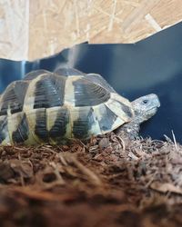 Close-up of a turtle