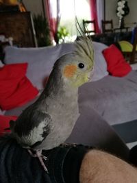 Close-up of bird at home