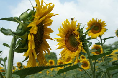 Low angle view of sunflower blooming against sky