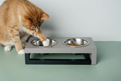 Close-up of cat against white background