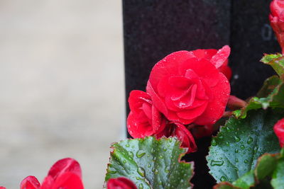 Close-up of red rose in water