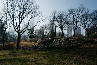 Bare trees in forest