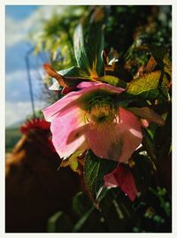 Close-up of pink flower