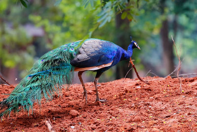 Peacock on ground