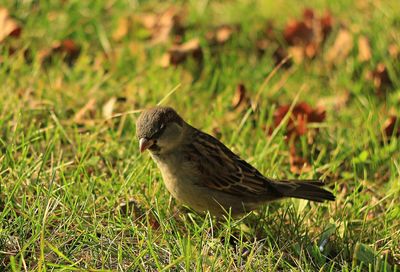 Close-up of bird perching on grass