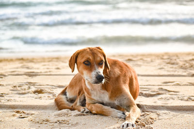 Portrait of dog on beach