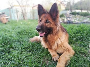 Dog looking away on field