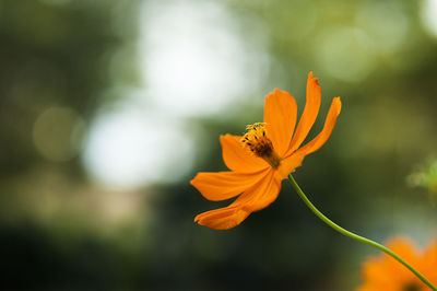 Close-up of orange flower blooming outdoors