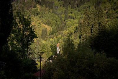 High angle view of trees in forest