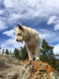 Low angle view of cat on rock against sky
