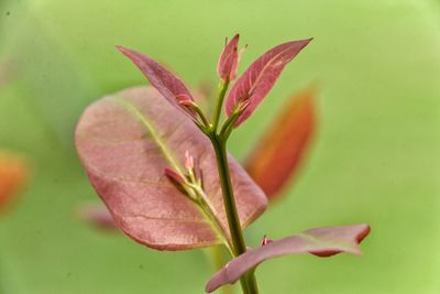 Close-up of pink flowering plant leaves