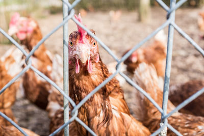 Close-up of chainlink fence in cage