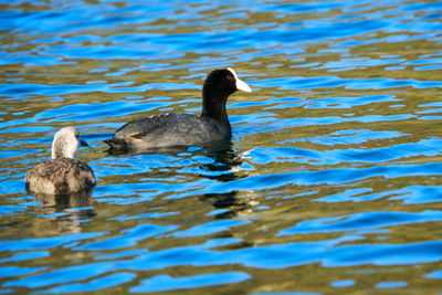 Duck swimming on lake