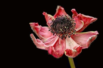 Close-up of pink flower over black background