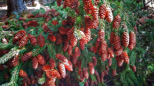 High angle view of red berries on plant