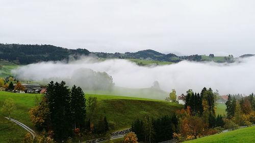 Scenic view of trees on landscape