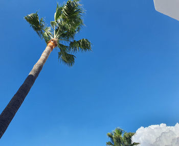 Low angle view of coconut palm tree against clear blue sky