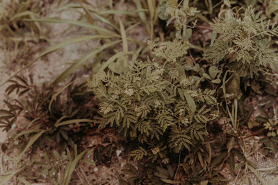 High angle view of plants growing on field