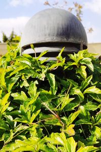 Close-up of plants against sky