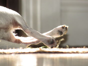 Close-up of animal paws