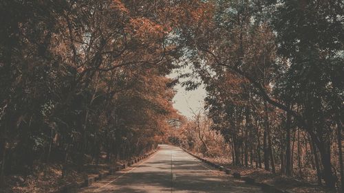 Road amidst trees in forest during autumn