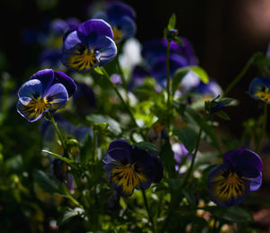 Close-up of purple flowering plant