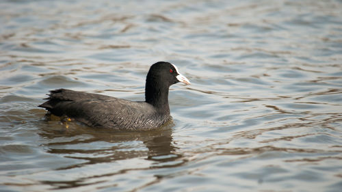 High angle view of duck swimming in lake