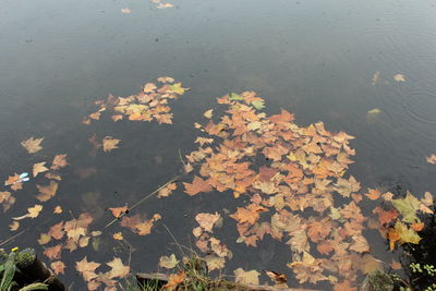 Close-up of maple leaves during autumn