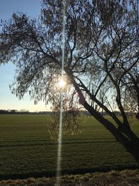 Trees on field against sky