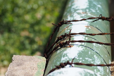 Close-up of insect on rock