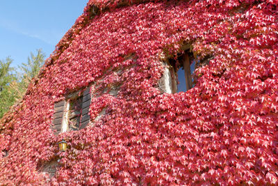 Low angle view of pink flowering plant against building