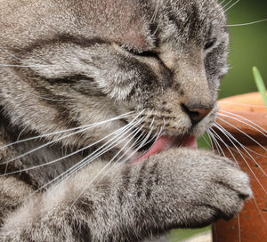 Close-up of cat