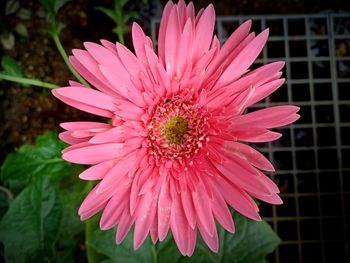 Close-up of pink flower