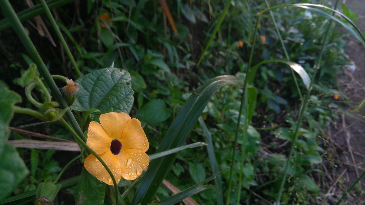 CLOSE-UP OF FLOWERING PLANTS ON FIELD