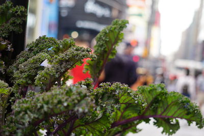 Close-up of kale for sale in city