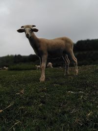 Horse standing in field