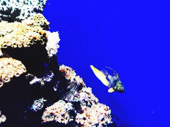 Fish swimming near corals in blue sea