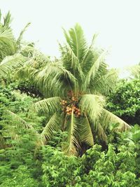 Low angle view of palm trees