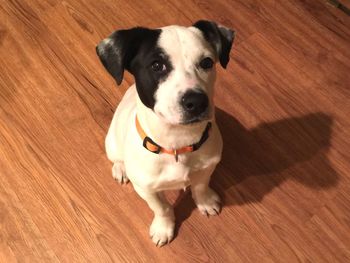High angle portrait of dog on hardwood floor
