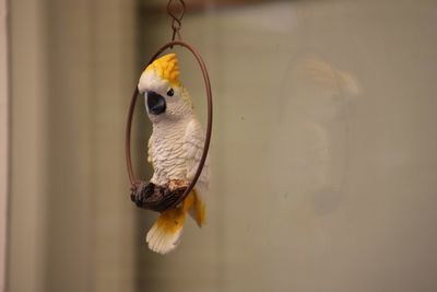 Close-up of bird perching on feeder