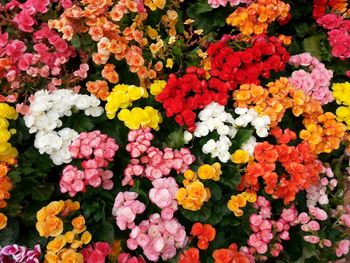 High angle view of multi colored flowering plants