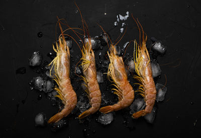 High angle view of fish on barbecue grill