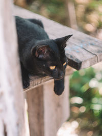 Close-up portrait of a cat