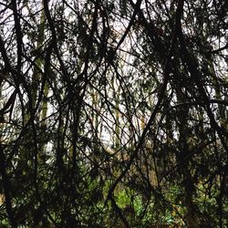 Low angle view of trees in forest