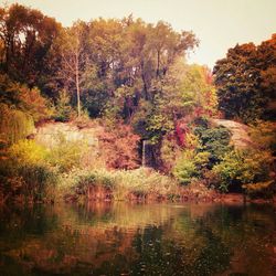 Reflection of trees in water