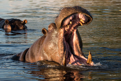 Hippopotamus with open mouth in chobe river