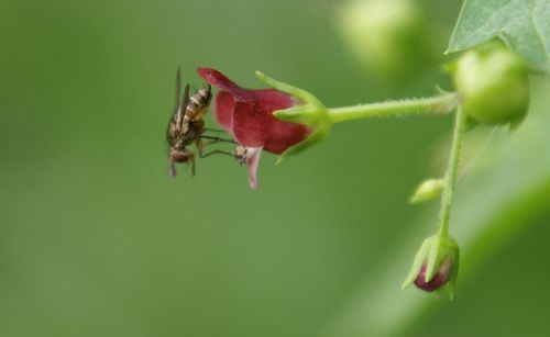 Close up of red flower bud