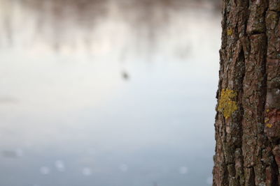 Close-up of an animal against the sky