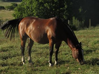 Horse grazing in a field