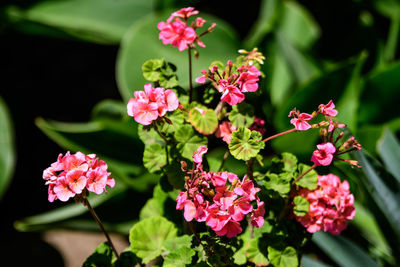 Close-up of pink flowering plants